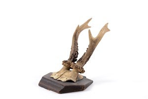 Image description is not available for 2011.4.3